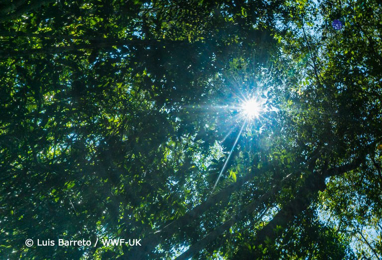 Sofidel aderisce all’iniziativa “Forests Forward” di WWF