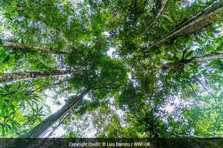 WWF and Forests Forward