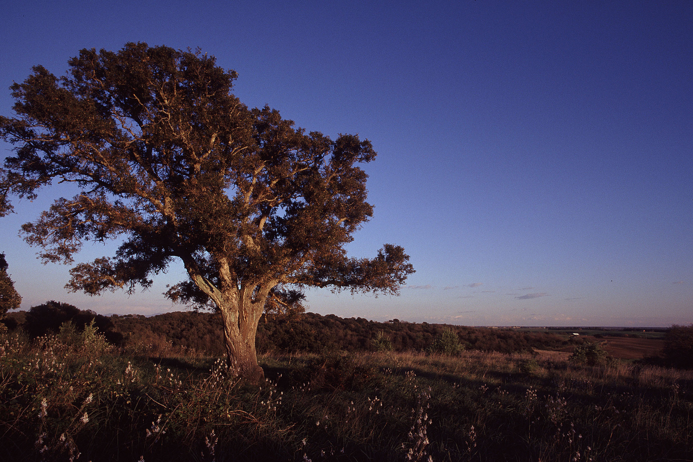 La notte si tinge di natura con le Oasi by Night con Sofidel per il progetto ReNature Italy di WWF Italia